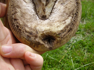 Seedy Toe in Horses: Early Signs, Proven Treatments, and Prevention Tips
