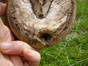 Seedy Toe in Horses: Early Signs, Proven Treatments, and Prevention Tips