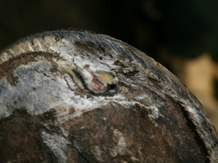 Keratoma in Horses: Signs, Diagnosis, Treatment, and Recovery Timeline