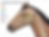 Medical diagram titled Cranial Nerves of the Horse, showing a horse head with numbered colored nerve labels on a white background.