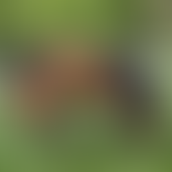 Brown mare and foal in a green pasture, surrounded by a wooden fence and lush trees. The mare grazes, while the foal stands alert.