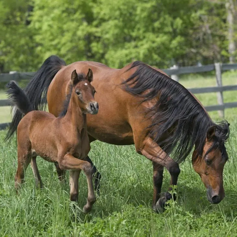 Brown mare and foal in a green pasture, surrounded by a wooden fence and lush trees. The mare grazes, while the foal stands alert.