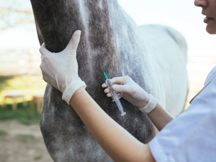 A veterinarian in gloves administers an injection to a gray horse in a sunlit outdoor setting, conveying a calm and focused mood.