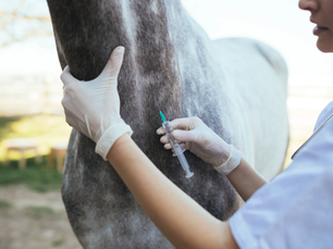 A veterinarian in gloves administers an injection to a gray horse in a sunlit outdoor setting, conveying a calm and focused mood.
