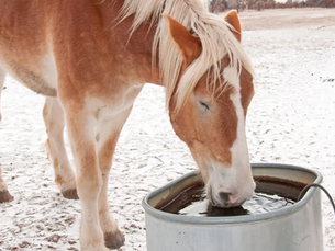 A brown and white horse drinks from a metal trough in a snowy field, showcasing a serene winter scene.
