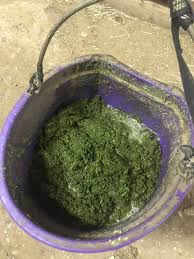 After soaking cubed Alfalfa Pellets