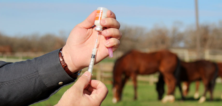 Close-up of hands holding a syringe and vial, preparing an injection. Two brown horses graze in a sunny, fenced field background.