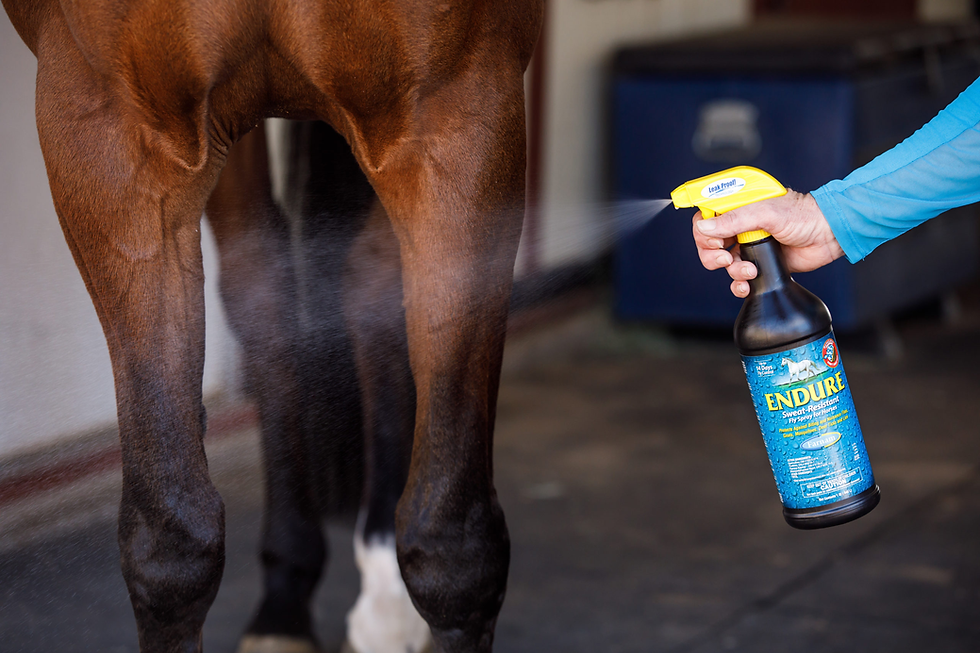 Person sprays horse's brown legs with "Endure" fly spray in a stable. Blue label and yellow nozzle visible, conveying a protective action.