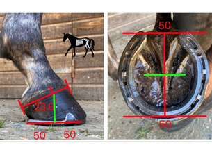 Horse hoof and shoe measurements. Left: Side view with angles and dimensions in red. Right: Bottom view with measurements. Background: Wooden texture.