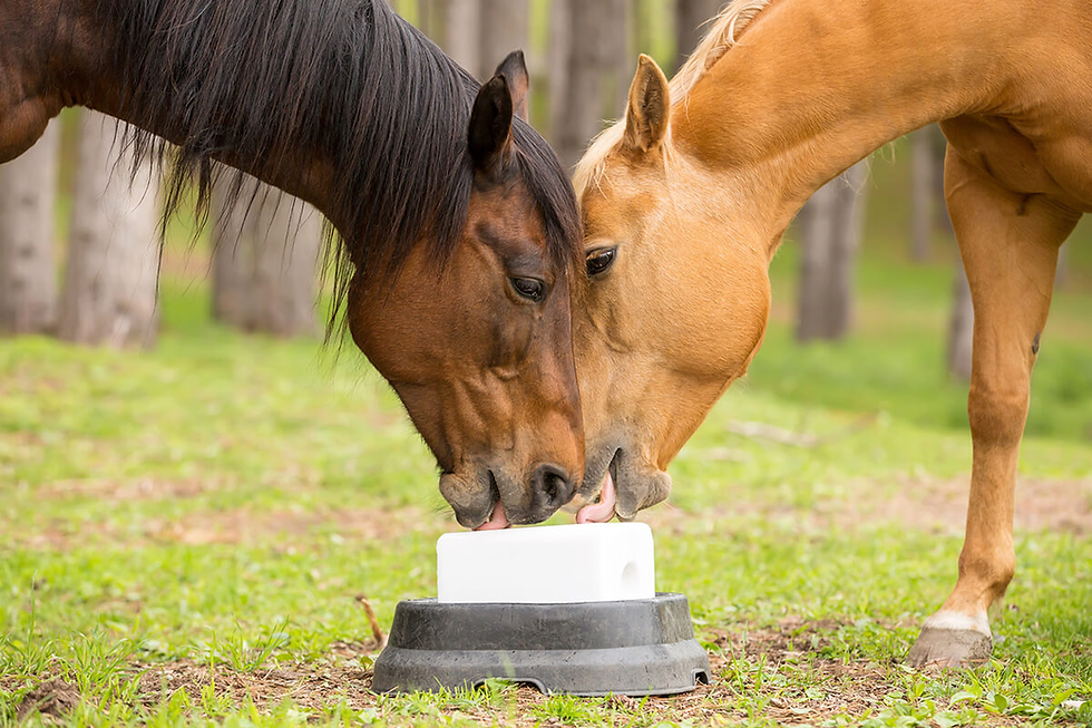 Two horses, one brown and one tan, lick a white block in a grassy forest setting. The mood is calm and natural.