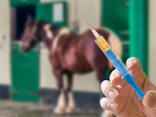 Hand holding syringe in focus, with blurred brown horse in stable background. Green doors, a calm setting, and injection preparation.