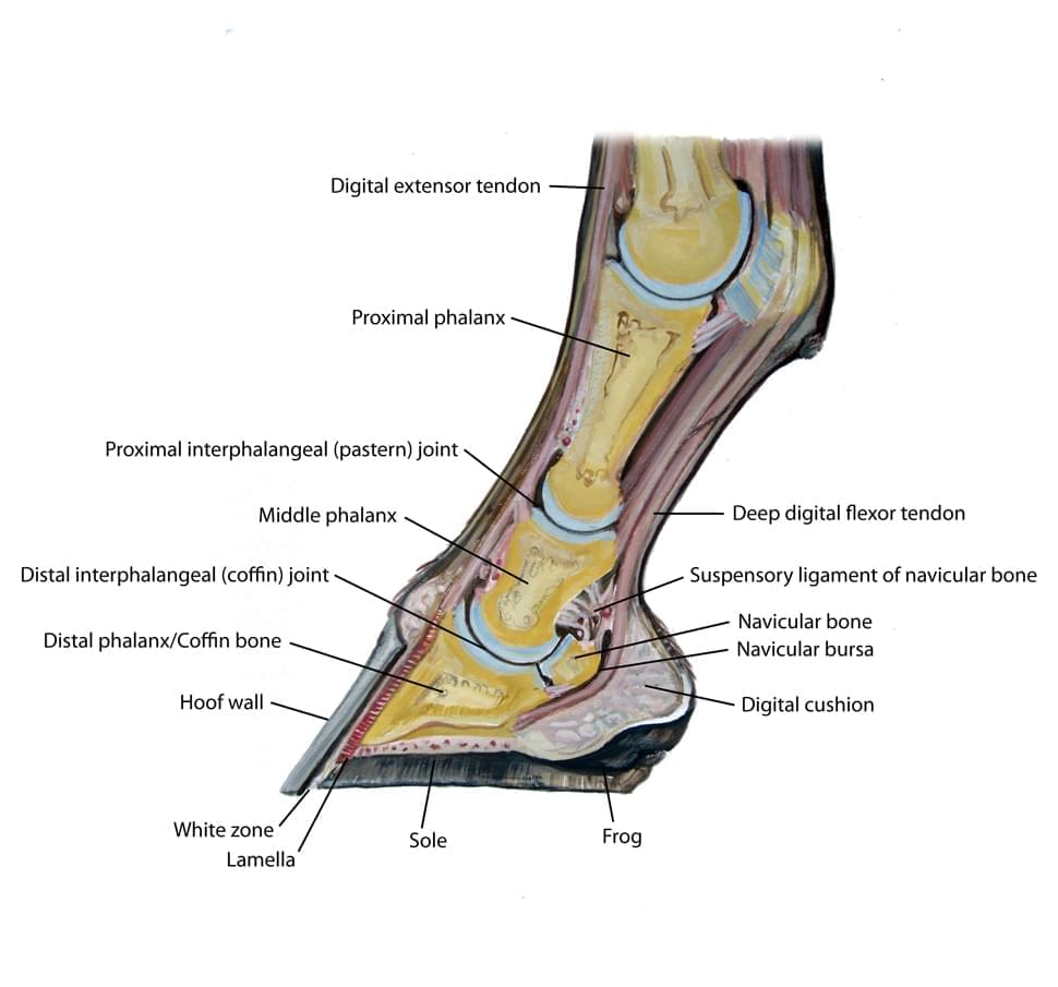 Diagram of a horse hoof cross-section, labeled with parts: tendons, phalanges, joints, navicular bone, digital cushion. Brown and yellow hues.