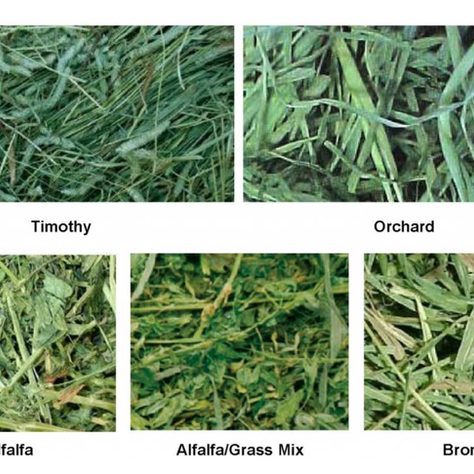 Five close-up images of different hay types: Timothy, Orchard, Alfalfa, Alfalfa/Grass Mix, and Brome, each labeled, showing green textures.