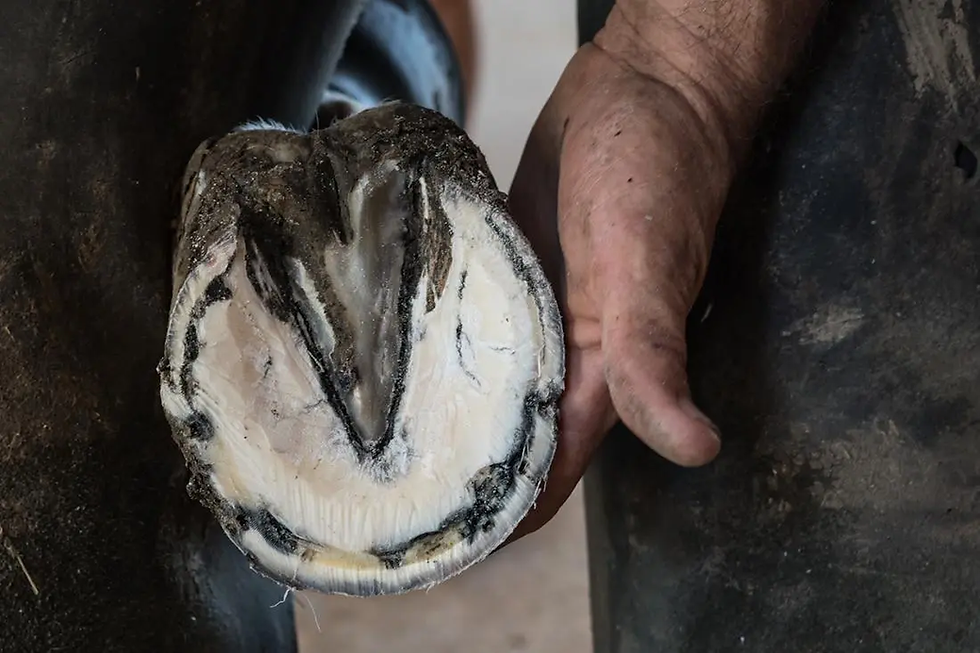A person's hand holds up a cleaned horse hoof, showing its white and black sole. The background is blurred, and the mood is neutral.