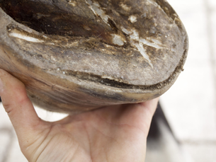 White Line Disease in Horses: Causes, Treatment Timeline, and Prevention