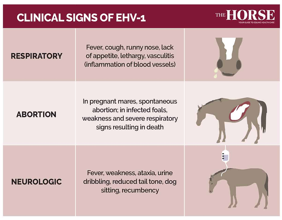 Chart titled "Clinical Signs of EHV-1" detailing respiratory, abortion, and neurologic symptoms in horses with simple illustrations.