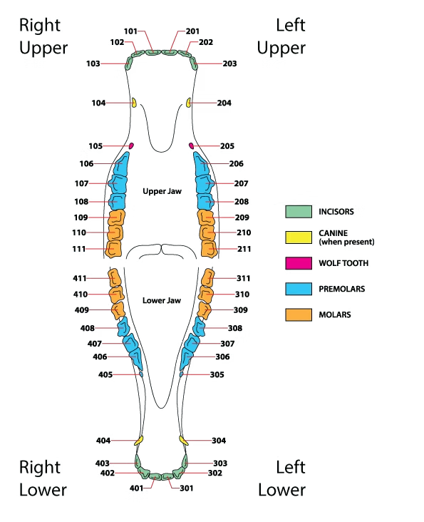 Diagram of a tapeworm showing labeled segments with bright colors: green, yellow, pink, blue, and orange. Text indicates body parts.