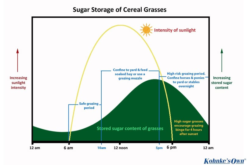 Chart of cereal grass sugar storage. Shows sunlight intensity and sugar content over a day. Safe grazing at 6 am, risk at 6 pm.