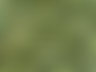 Golden Timothy Hay Brazil Medium Chop