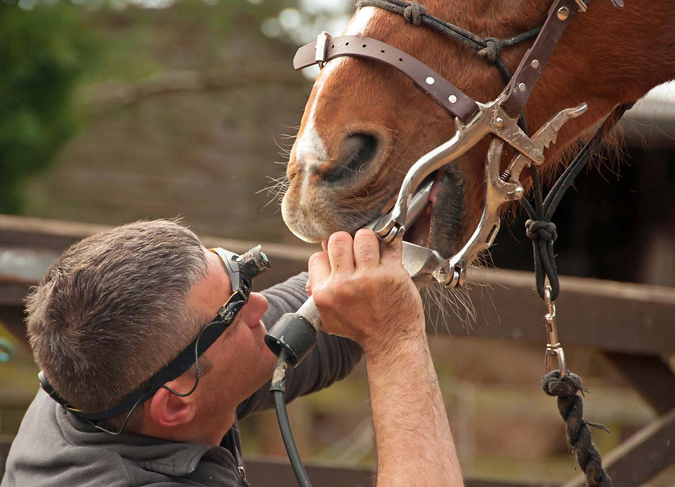 Man using dental tools on a brown horse outdoors. Wearing glasses, focused expression. Horse's mouth held open with a speculum.