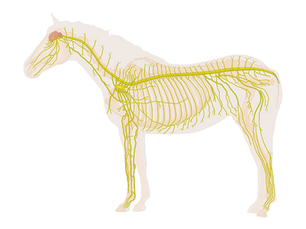 The Equine Nervous System