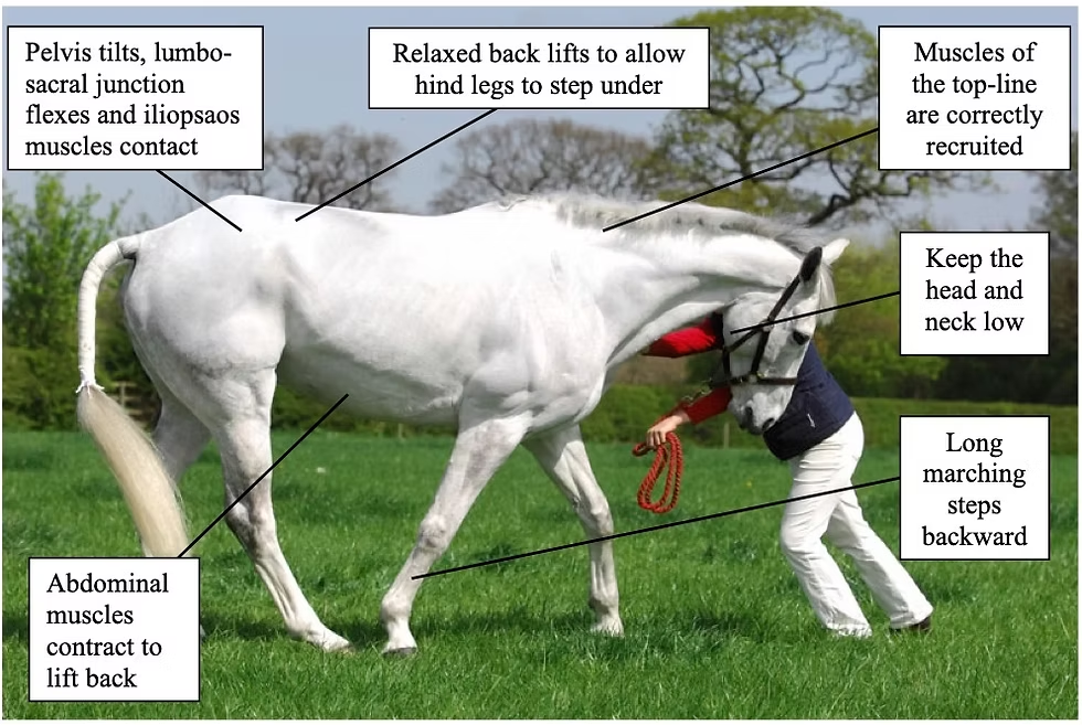 Horse Muscle Anatomy Explained: Major Muscle Groups, What They Do, and Why They Matter