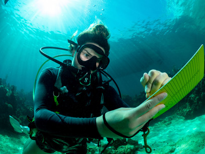 Marine Conservation & Instructor | WSORC