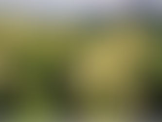 2 dicas especiais para curtir o Rio na Primavera-Palmeiras no Aterro e noite no Pão de Açúcar