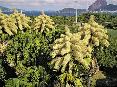 2 dicas especiais para curtir o Rio na Primavera-Palmeiras no Aterro e noite no Pão de Açúcar