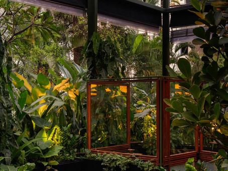 A peek into Muro Bengaluru - one of India’s most Instagrammable dining spots featuring lush plants and a glass-roofed terrace.
