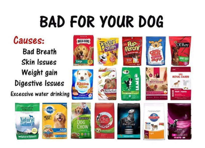 Bad For Your Dog