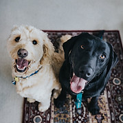 Best Buddies