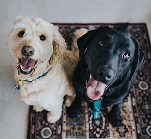 Best Buddies