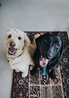 Happy Dogs Together