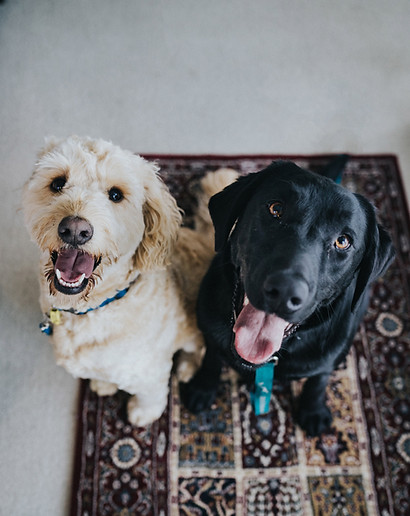 犬の保育園 Allenatore(アレナトーレ) は、愛犬・愛猫との365日をサポートします