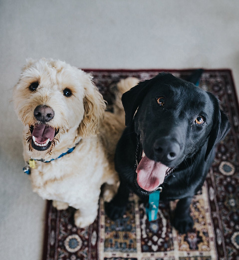Best Buddies