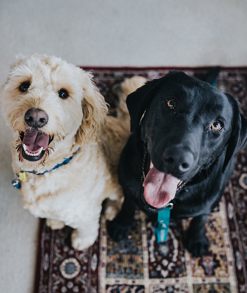 Best Buddies