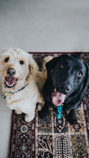 Basic Dog Obedience Training