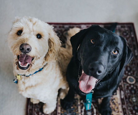 Best Buddies