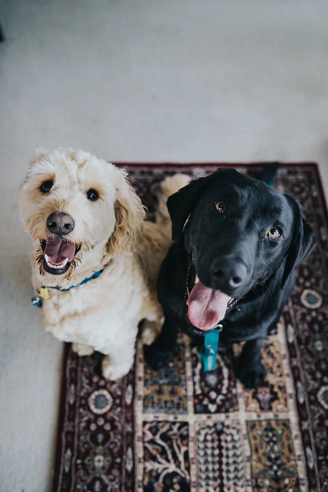 Best Buddies