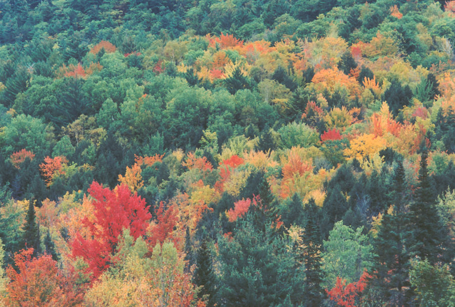 They Go Back, but They Do Not Die