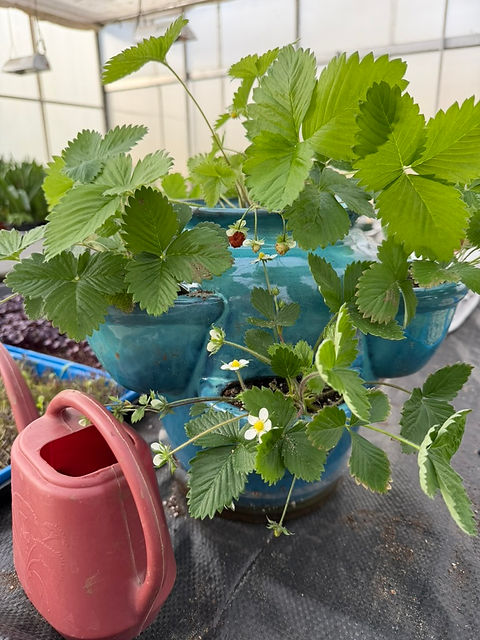 strawberries_02.jpeg
