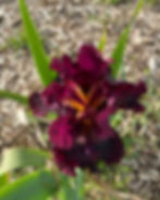 Iris