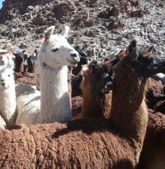 Jujuy impulsa un programa para fortalecer la producción de llamas