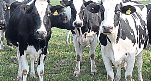 La producción de leche crece, pero la desaparición de tambos profundiza la concentración del sector
