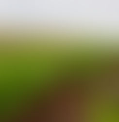 Tras la COP 11, Afubra refuerza la defensa de los productores de tabaco en Brasil