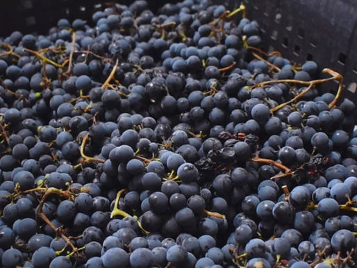 El INTA impulsa una nueva vitivinicultura patagónica adaptada al clima frío
