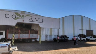 Impacto del conflicto en Medio Oriente llega a la producción tabacalera