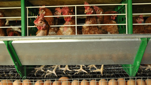 Alerta sanitaria: el 95% de la producción avícola argentina en riesgo