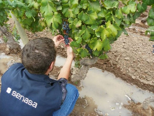 San Juan activa la segunda alerta contra Lobesia botrana